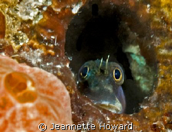 Sad Face Blenny:)  Stop looking at me!! by Jeannette Howard 